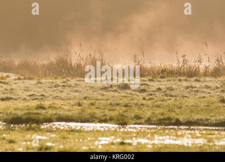 Nebel stieg von Schmelzen frost in ein Feld, das als am Morgen die Sonne wärmt, Gras, im Winter in Großbritannien. Stockfoto