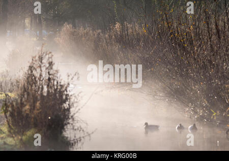 Nebel steigt aus einem Datenstrom wie am Morgen die Sonne wärmt die kalten Wasser, im Winter in Großbritannien. Stockfoto