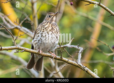 Singdrossel (Turdus philomelos) auf einem Zweig im Winter in West Sussex, England, Großbritannien thront. Stockfoto