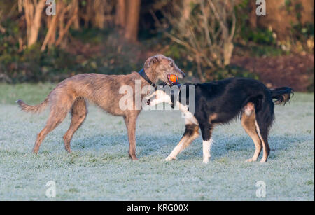Paar verschiedene Hunde zusammen spielen mit einem Ball auf einem kalten frostigen Winter's Morgen. Stockfoto