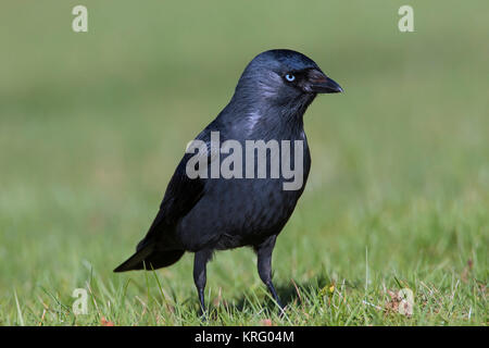 Western Jackdaw/Europäischen Dohle (Corvus monedula/Coloeus monedula) Nahrungssuche auf Rasen im Garten Stockfoto