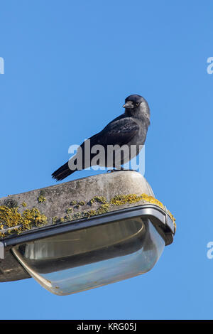 Western Jackdaw/Europäischen Dohle (Corvus monedula/Coloeus monedula) auf der Suche nach strassenlaterne/street light Stockfoto