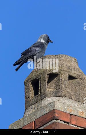 Western Jackdaw/Europäischen Dohle (Corvus monedula/Coloeus monedula) nisten in Schornstein auf dem Dach von Haus Stockfoto