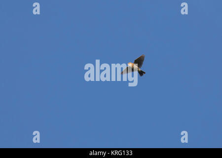 Singen Feldlerche/gemeinsame Feldlerche (Alauda arvensis) im Flug gegen den blauen Himmel Stockfoto