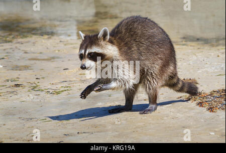 Junge Waschbären auf Sand am Strand von Florida Stockfoto