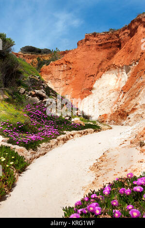 Küste bei Ohos de Aqua in der Nähe von Albufeira, Algarve, Portugal im Frühjahr mit Hottentot Abb. (Carpobrotus edulis) Blumen in voller Blüte Stockfoto