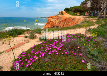 Küste bei Ohos de Aqua in der Nähe von Albufeira, Algarve, Portugal im Frühjahr mit Hottentot Abb. (Carpobrotus edulis) Blumen in voller Blüte Stockfoto