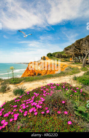 Küste bei Ohos de Aqua in der Nähe von Albufeira, Algarve, Portugal im Frühjahr mit Hottentot Abb. (Carpobrotus edulis) Blumen in voller Blüte. Fokus auf die Möwe. Stockfoto