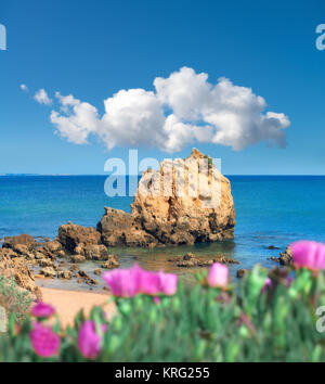 Sandsteinfelsen in der Nähe von Albufeira, Portugal. Lila Blüten im Vordergrund sind Hottentot Abb. (Carpobrotus edulis), oft an der Spitze der Klippen gefunden Stockfoto