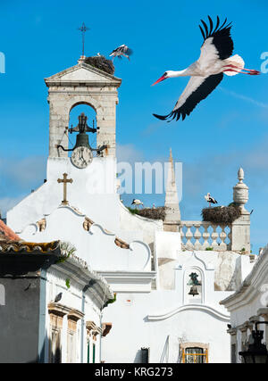 Weißstörche auf einer lokalen Kirche in Faro, Portugal Stockfoto