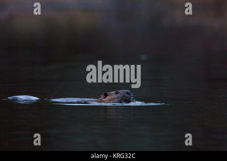 MAYNOOTH, HASTINGS HOCHLAND, ONTARIO, Kanada - 13. November 2017: Ein nordamerikanischer Biber (Castor Canadensis). Stockfoto