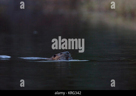 MAYNOOTH, HASTINGS HOCHLAND, ONTARIO, Kanada - 13. November 2017: Ein nordamerikanischer Biber (Castor Canadensis). Stockfoto