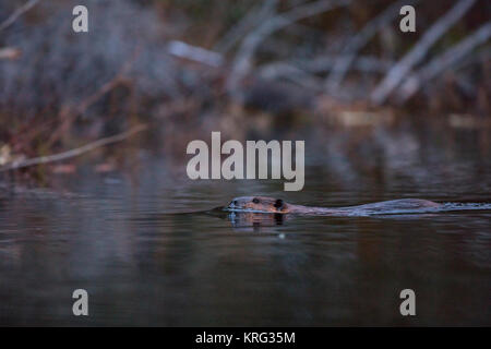 MAYNOOTH, HASTINGS HOCHLAND, ONTARIO, Kanada - 13. November 2017: Ein nordamerikanischer Biber (Castor Canadensis). Stockfoto