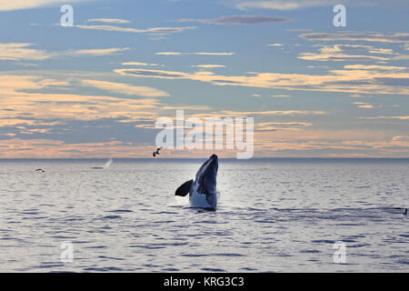 Southern Right Wal gesichtet, die Halbinsel Valdes, Chubut, Argentinien. Stockfoto