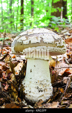 Grau Amanita, Amanita spissa oder A. excelsa, essbare wild mushroom beschmutzt, aber sehr ähnlich gefährlich giftig Panther Kappe oder Amanita pantherina Stockfoto
