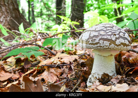 Grau Amanita, Amanita spissa oder A. excelsa, essbare wild mushroom beschmutzt, aber sehr ähnlich gefährlich giftig Panther Kappe oder Amanita pantherina Stockfoto