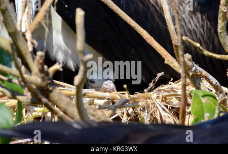 Herrliche Frigate (Fregata magnificens) Baby in einem Nest auf der Isla Isabel, Mexiko Stockfoto