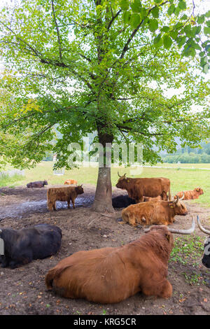 Von roten Haaren schottische Highlander Kühe ruhen gehört. Stockfoto