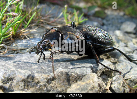 Leder Käfer, schwarz, carabus coriaceus Stockfoto