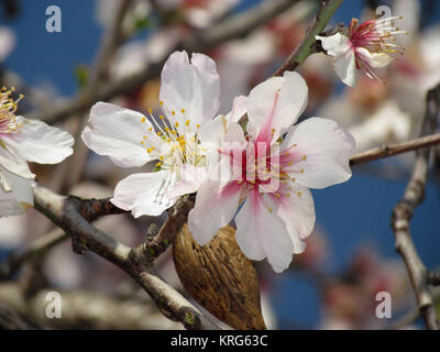 Mandelblüten und Frucht bin Zweig, vor blauem Frühlingshimmel, bei Lara, Türkei Stockfoto