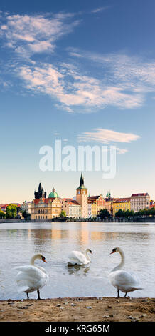 Drei Schwäne auf Wltava Fluss in Prag am frühen Morgen Stockfoto