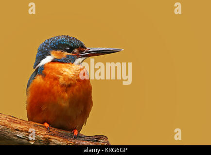 kingfisher alcedo atthis in close up Stockfoto