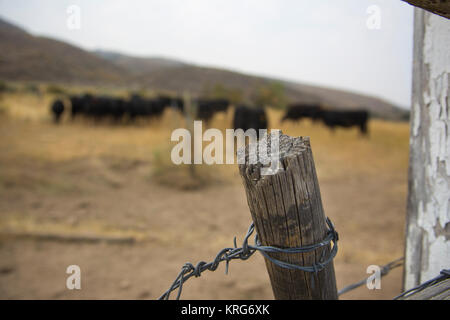 Rinder Ranch in der hohen Wüste Nevada. Stockfoto