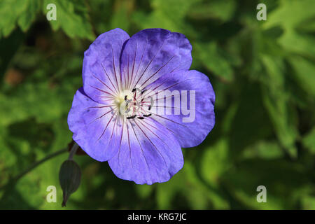 Storchschnabel rozanne neue Sorte, blaue BlÃ¼te Stockfoto