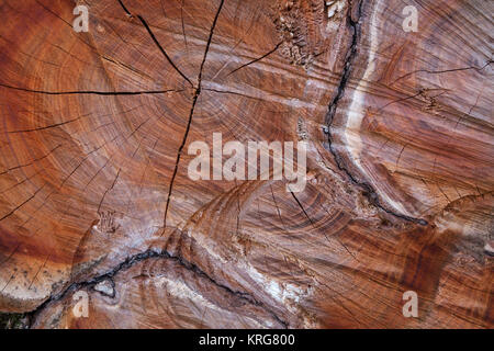 Gesägter Stamm eines Kirschbaums Stockfoto