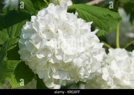 Roseum Schneeball Stockfoto