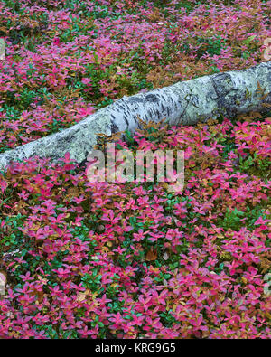 Gefallen Silver Birch Tree Trunk und Zwerg Cornel auf Waldboden, Finnmark, Norwegen Stockfoto