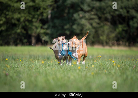 Hunde spielen Stockfoto