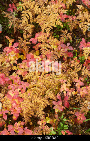 Herbstliche Farben in Troms, Norwegen. Bracken und niedrigen Sträuchern. Stockfoto