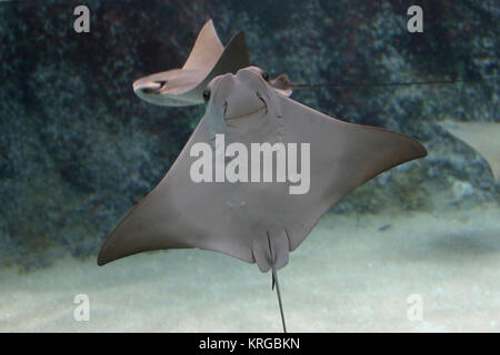 Atlantic Cownose Ray (Rhinoptera Bonasus) in Nahaufnahme Stockfoto