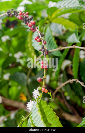 Kaffeebohnen (Früchte) auf Pflanzen in Sri Lanka Stockfoto