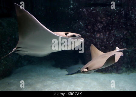 Paar Atlantic cownose Strahlen (Rhinoptera Bonasus) Schwimmen in Nahaufnahme Stockfoto