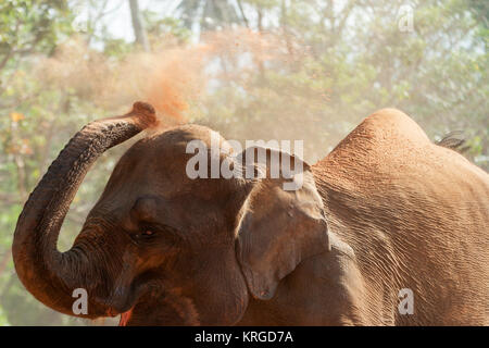 Pinnawala Elephant Orphanage, Sri Lanka Stockfoto