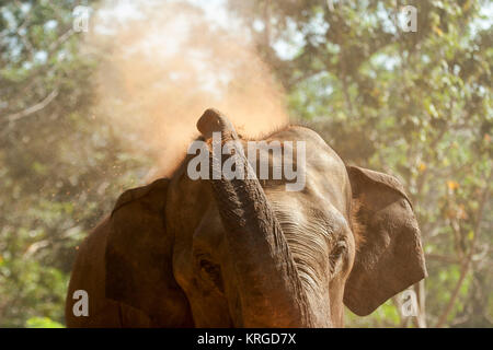 Pinnawala Elephant Orphanage, Sri Lanka Stockfoto