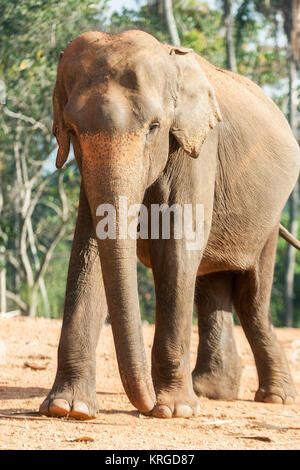 Pinnawala Elephant Orphanage, Sri Lanka Stockfoto