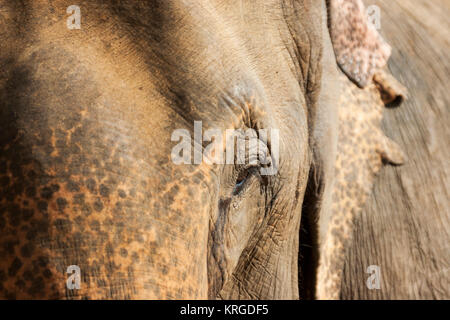 Pinnawala Elephant Orphanage, Sri Lanka Stockfoto