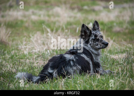 Blue Merle Border Collie/Australian Shepard Stockfoto