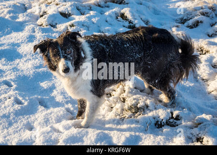 Border Collie Zeit im Schnee an einem Wintermorgen. Stockfoto