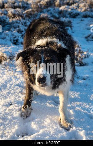 Border Collie Zeit im Schnee an einem Wintermorgen. Stockfoto