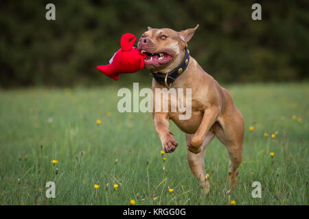 Die Pit Bulldog spielen mit rot Spielzeug auf der grünen Wiese Stockfoto