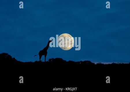 Angolanischen giraffe Giraffa giraffa angolensis als Namibischen giraffe bei Mondaufgang nördlichen Namibia bekannt Stockfoto