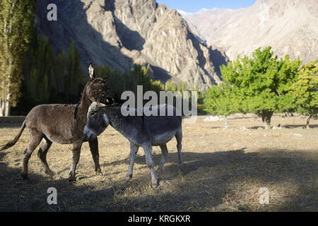 Jeweils zwei Esel bitig andere auf einer trockenen feld in Turtuk, shyok Tal, Nubra Valley, Ladakh, Jammu und Kaschmir, Indien. Stockfoto