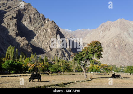 Yaks weiden auf Feldern in Shyok Turtuk Dorf im Tal, Nubra Valley, Ladakh, Jammu und Kaschmir, Indien. Stockfoto