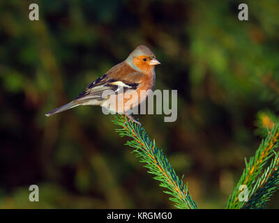 Buchfink Fringilla coelebs Männlichen im Winter Stockfoto