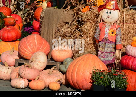 Kürbis Anzeige an der Bauernmarkt mit raggedy Anne auf der Suche mit einem Lächeln. Stockfoto