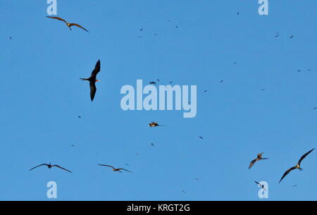 Prachtvolle Fregatte Vögel im Flug, Fregata magnificens, Isla Isabel, Mexiko Stockfoto